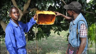 Tuer des mouches des fruits avec des appâts - résumé