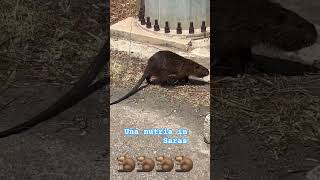 Nutria