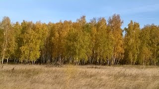 Осенний лес 04.10.2019