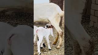 Baby goat drinking milk