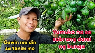 PABUNGAHIN NG HITIK AT MATATAMIS ANG ATING MGA DALANDAN, PAPAANO? ALAMIN SA VIDEO NA ITO