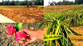 DRAGON FRUIT‼️Bongkar Kebun Sawit Jadikan Kebun Buah Naga‼️Excavator Sumitomo