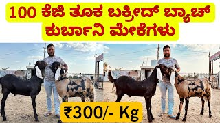 80 ರಿಂದ 100kg ಬಕ್ರೀದ್ ಸಿರೋಹಿ ಕುರ್ಬಾನಿ ಮೇಕೆಗಳು |  Special sirohi bakreed batch ₹300/- only per kg