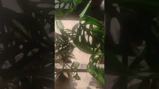 Uma seguidora ganhou essa planta da vizinha e mostrou pra nós! Quem conhece?