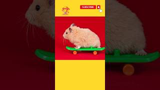 Hamster Skating #hamsterbabies #skating #youtubeshorts #viral #pet #shortsvideo #short #shorts