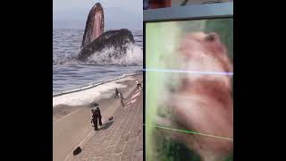 Scary wild animals hunt, whale, lion, crocodiles. #wildhunt #whale #nature #ocean