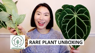 Rare Plant Unboxing from Greenspaces.Id | Plant Haul, Acclimation & 10-Day Import Update