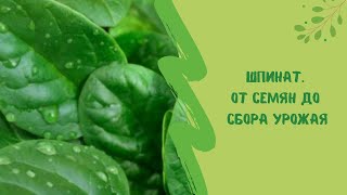 🌿☝ Шпинат. От семян до сбора урожая