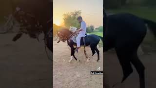 Punjab ki Shan Beauty Of Gujrat Only Horse Lover 🐴🐎🐴