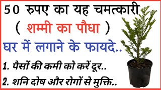 धन प्राप्ति के लिए घर में लगाएं केवल ₹50 में शम्मी का पौधा | शिक्षाप्रद विचार | Lessonable Quotes |