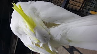 Sulphur Crested Cockatoo