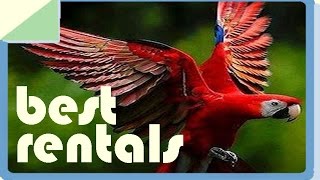 Vacation Home Rentals, Costa Rica  40% OFF Summer Home Rentals, Vacations to Osa Peninsula.