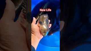 I saved a kawoi Fish that was almost die #ytshorts #fishing #fish #viral #animals #cr7 #enjoy