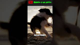 15 🏖️ ¿Puedo Llevar a Mi Perro a la Playa este Verano? 🐾 | Quiero a mi perro ❤️