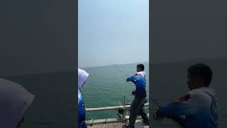 Seruny Mancing Rame Rame #fishing #anglerkronjo #mancing_dilaut #mancing #fishinggear #vidioshort