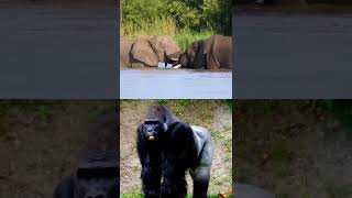 elephant 🐘 enjoying cold water 💦 and gorilla 🦍 eating 😂😂