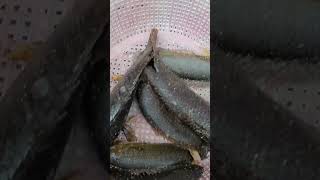 Ikan betik melimpah di sini,,#vidioshort #mancing #viralvideo