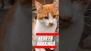 KEDİLER HAKKINDA ENTERESAN BİLGİLER