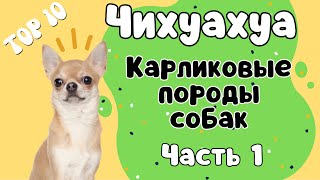 Порода ЧИХУАХУА! Что нужно знать о породе, прежде чем завести щенка!