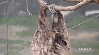 두발가락 나무늘보 ( Two-Toed Sloth )