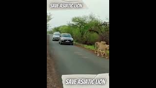 Asiatic Lion on Road | Gir Forest | King with Queen | SAVE ASIATIC LION | GIR