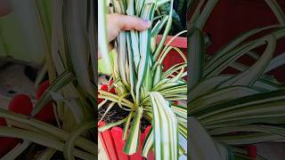 How to make a spider plant bushy#Tips to the best growth of plants#spider  plant#cutting#shorts