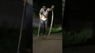 Banded krait{अहिराज} #chhattisgarh #korba #sagarsahu #snake #video #sagarsahu0 #shorts #trending ￼￼￼