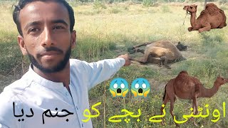 The camel gave birth to a baby #tharwildlife #villagelife #viralvideo