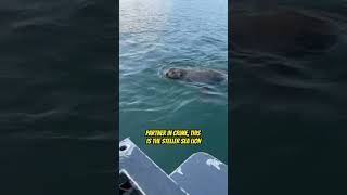 This Animal is begging at the Dock in Alaska!