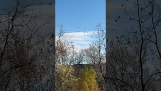 A seen from the back yard!#shortsfeed#shortvideo#shorts#short#shortsviral#beautiful #fall#canadalife