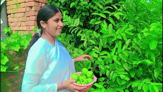 brahmakumaris meerapur  Park guava