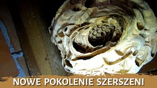 Nowe pokolenie szerszeni - usuwanie gniazda - likwidacja gniazda - gniazdo szerszeni - szerszenie