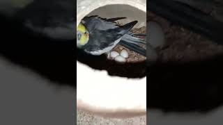 Breeding season 23_24 #birdslover #season #breedingsetup #subscribe