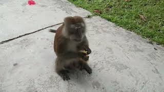 monyet 🐒 liar yang kelaparan.di beri makan langsung lahap episode ke 2