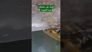 تعرف على سلحفاة شبه الجزيرة 🐢 🐢 🐢