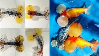 Ikan Mas Koki Bubble Eye Goldfish