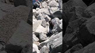 American Mink Spots Me at Lakefront