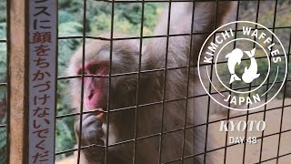 Monkeying Around || KIMCHI WAFFLES TOUR 2016 || Day 48