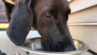 Dog drinking water | Funtastic K9 Training