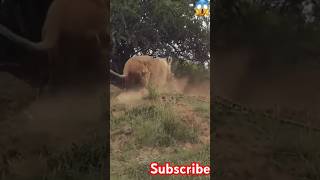 A young lion lets a warthog out of its den #shorts #wildlife