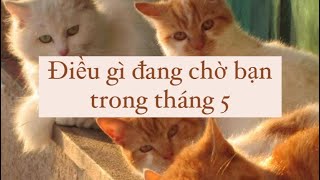 CHỌN MỘT TỤ BÀI: ĐIỀU GÌ ĐANG CHỜ ĐỢI BẠN TRONG THÁNG 5