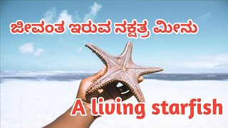 ಜೀವಂತ ಇರುವ ನಕ್ಷತ್ರ ಮೀನು   A living starfish |   fishing| #fishing #kundapura #beach #kodi