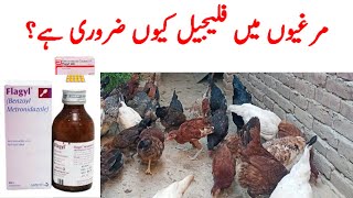 Murgion May Flagyl Ka Istemal || Murgion Ko Flagyl Use Karwany Ke Faide in urdu/hindi metronidazole