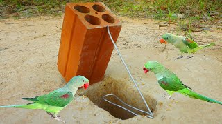 Unique Quick Bird Trap Using Brick & Coat Hanger / Easy Parrot Trap Work 100%