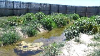 Riqualificazione ambientale della zona di foce del fiume Tronto