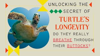 Unlocking the Turtle's Longevity Secret: The Quirky Tale of Turtle Breath