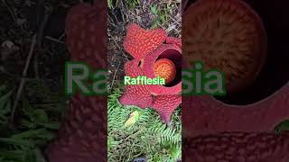 Rafflesia - Biggest Plant in the World