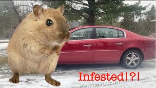 Red Fox Has A Parasite - There's Mice In My Car!