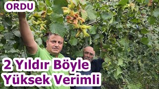 Ordu - Fındıkta Her Yıl Yüksek Verim İçin Hangi Gübreler Kullanılır - Fındık Gübresi  - Gübreleme