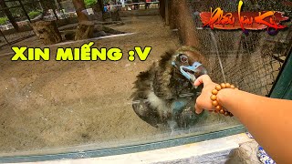 Cận cảnh cho Đại Bàng ăn và xem Chúa Tể Sơn Lâm tại Vườn Thú Hà Nội | eagle vs tiger in Ha Noi Zoo